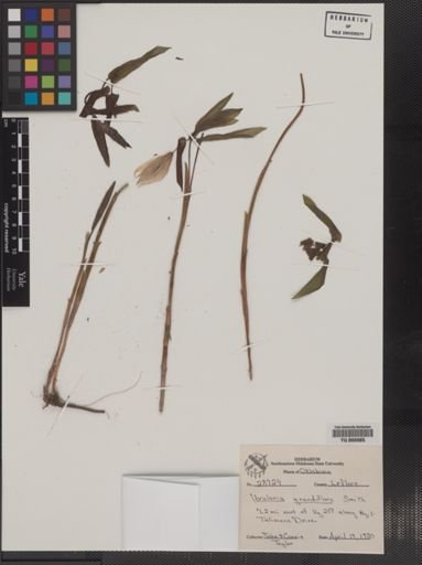Plantae