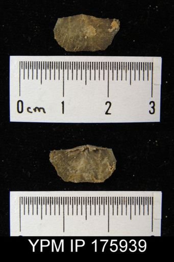 Chonetes sp.