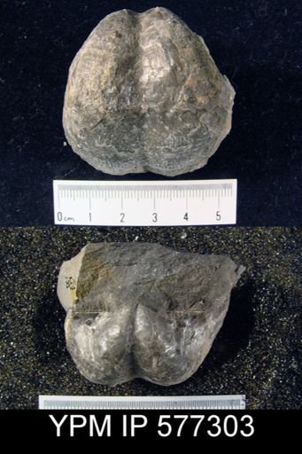 Productus horridus