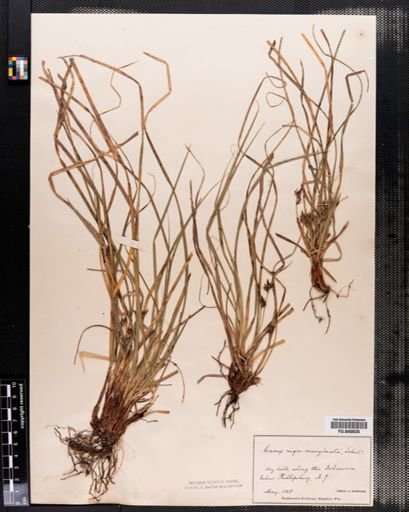 Carex nigromarginata