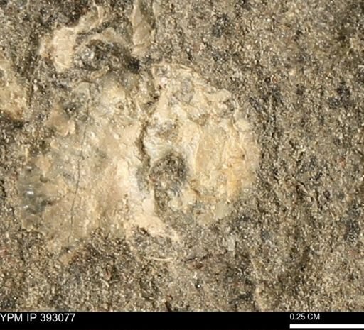Scaphites sp.