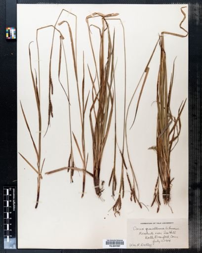 Carex gracillima