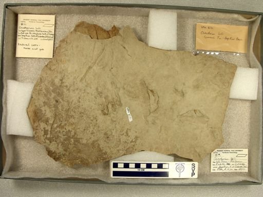 Chirotherium lulli