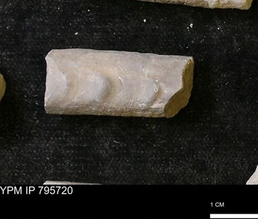 Baculites sp.