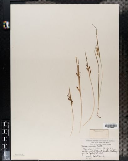 Carex aurea