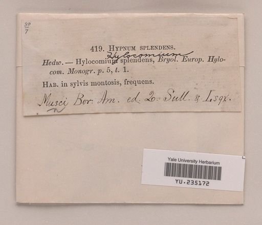 Hylocomium splendens
