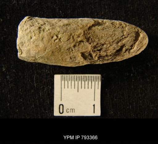 undet. Ichnofossil