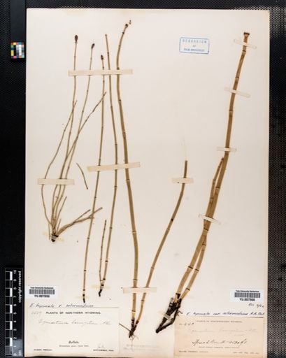 Equisetum hyemale