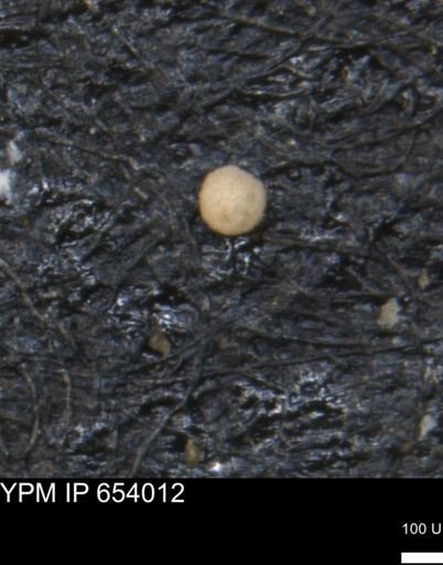 undet. Foraminiferida