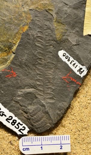 Pecopteris sp.