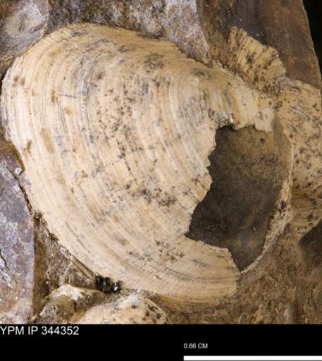 Limopsis striatopunctatus