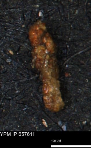 Ammobaculoides phaulus