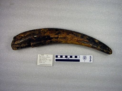 Odobenus rosmarus