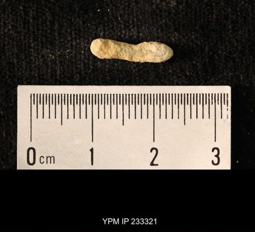 Archaeocidaris sp.