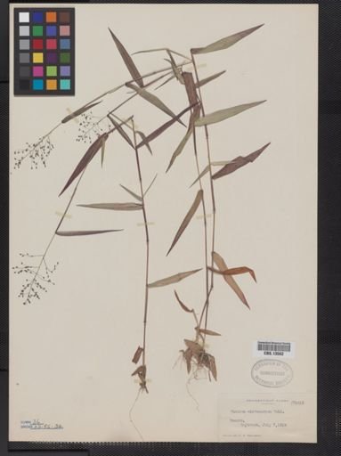 Panicum microcarpon