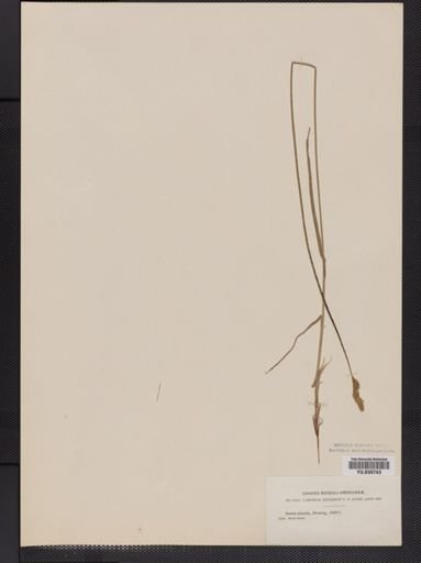 Carex