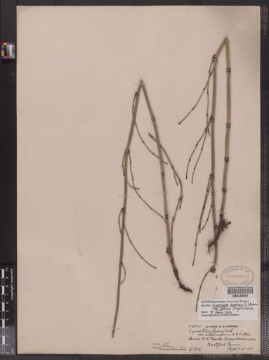 Equisetum hyemale