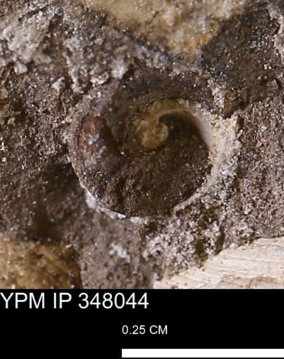undet. Gastropoda