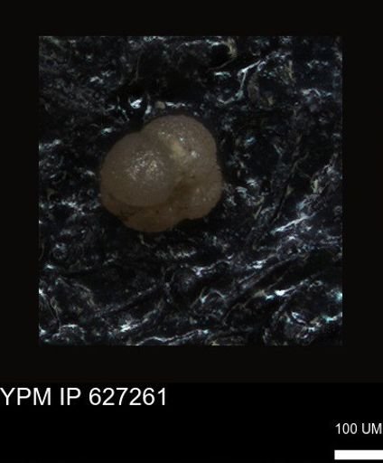 undet. Foraminiferida