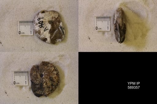 undet. Scaphitidae