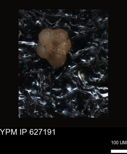 undet. Foraminiferida