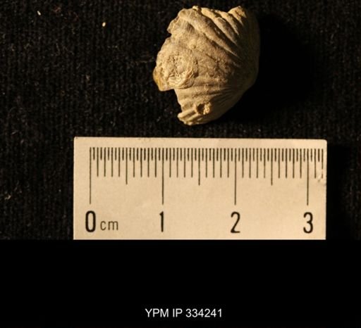 Agelacrinites