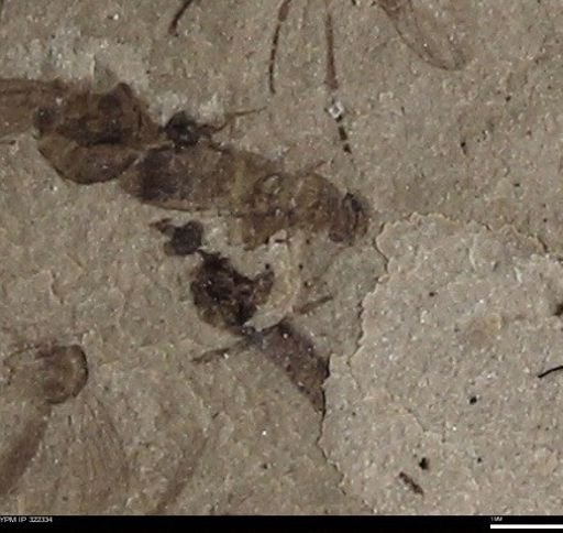 undet. Staphylinidae