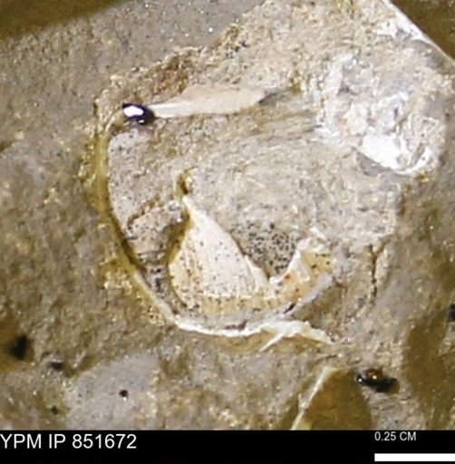 Limopsis striatopunctatus
