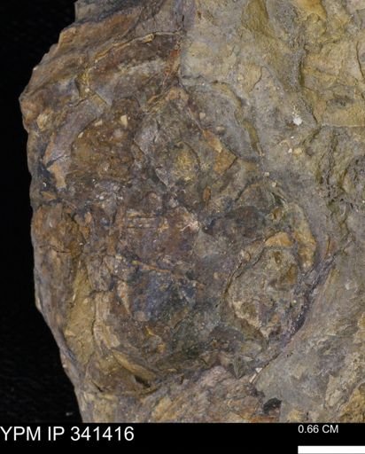 Inoceramus sp.