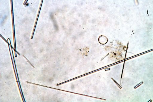 Monanchora barbadensis