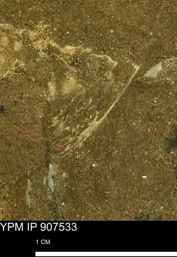 undet. Mollusca
