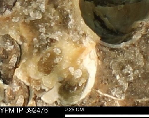 Protocardia subquadrata