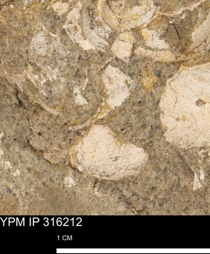undet. Mollusca