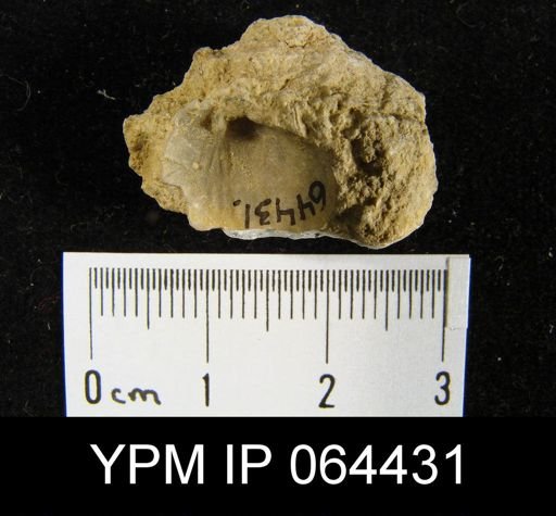 Sieberella roemeri