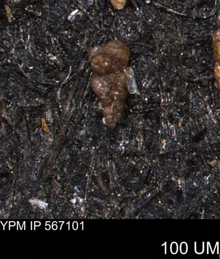 Ammobaculites tyrrelli