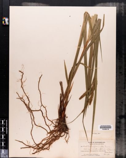 Plantae