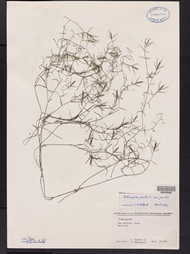Potamogeton pusillus pusillus