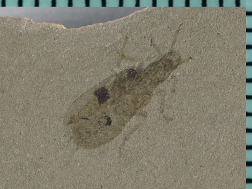 undet. Coleoptera