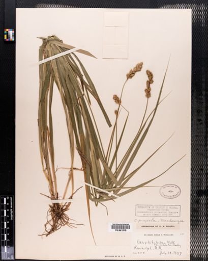 Carex projecta