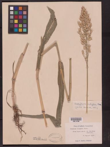 Sorghum vulgare