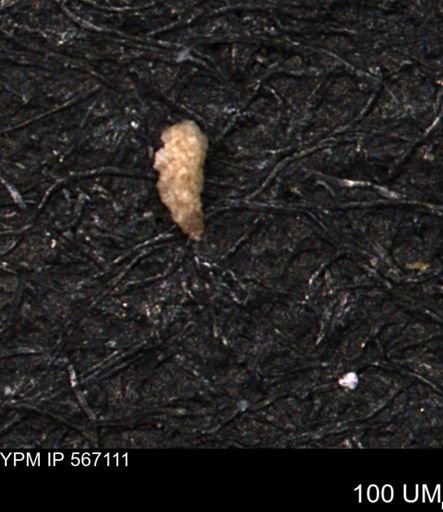 Verneuilina canadensis