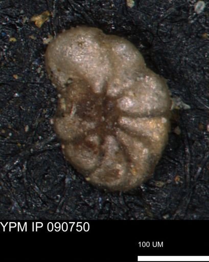 Haplophragmoides gigas