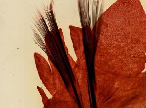 Alitta virens
