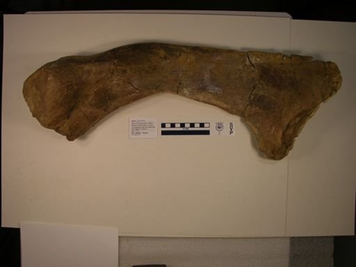 Ceratopsia