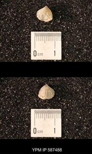 Camarotoechia whitei