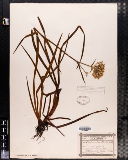 Plantae