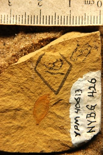 Eucommia montana