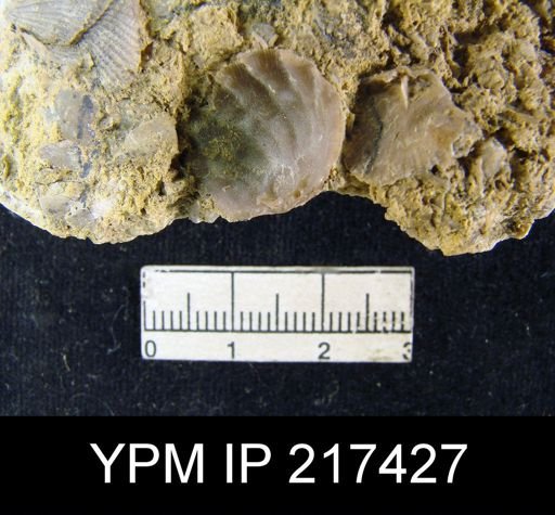 Meekella striatocostata
