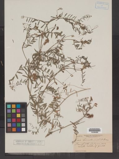 Vicia hirsuta