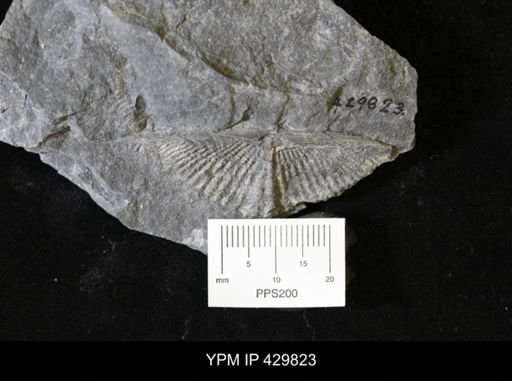 Mucrospirifer mucronatus